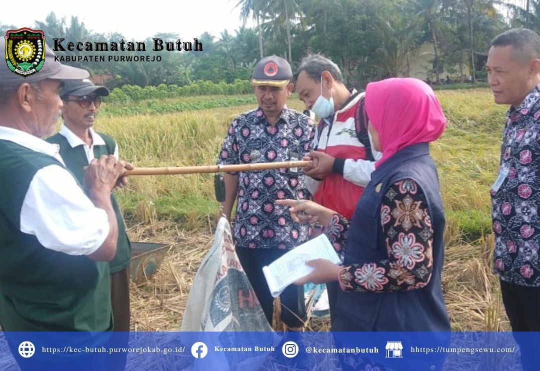 Kamis, 20 Juli 2023 - Panen Raya Ubin di Desa Wareng, Kecamatan Butuh